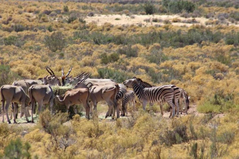 Ribboksfontein Guest Farm Chalet, De Rust - imaginea 11