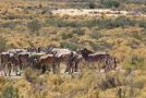 Ribboksfontein Guest Farm Chalet, De Rust - thumb 11