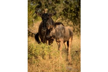 Rio Dos Elefantes River Camp Guest house, Hoedspruit - 3