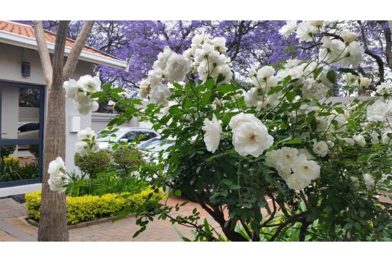 Rosebank Lodge Guesthouse by Claires Guest house, Johannesburg - imaginea 8