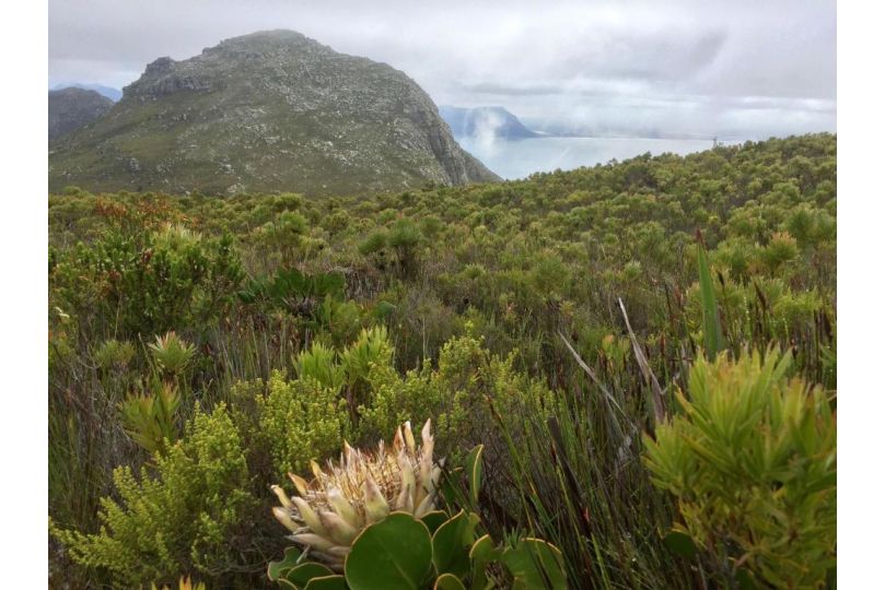 Sea Cottage: Quarterdeck Apartment, Fish hoek - imaginea 15