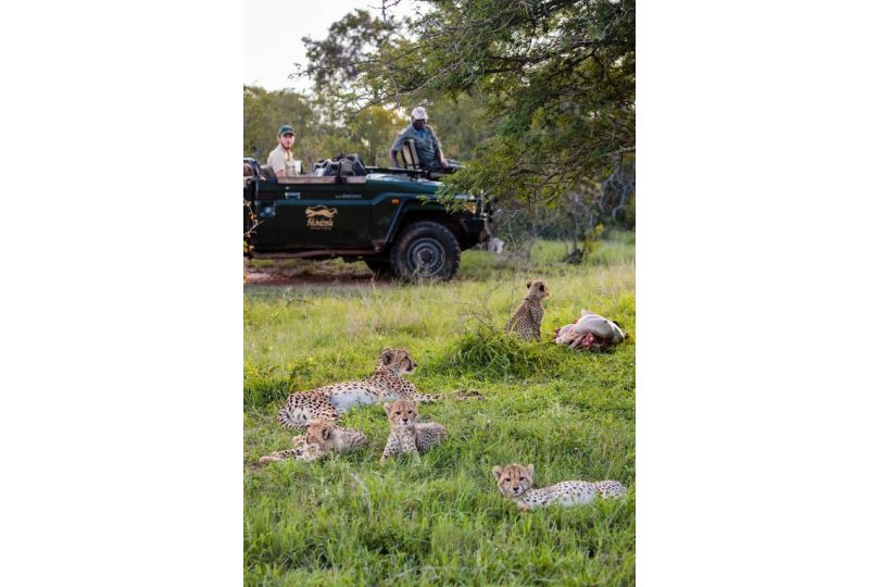 Shindzela Tented Camp Campsite, Timbavati Game Reserve - imaginea 20