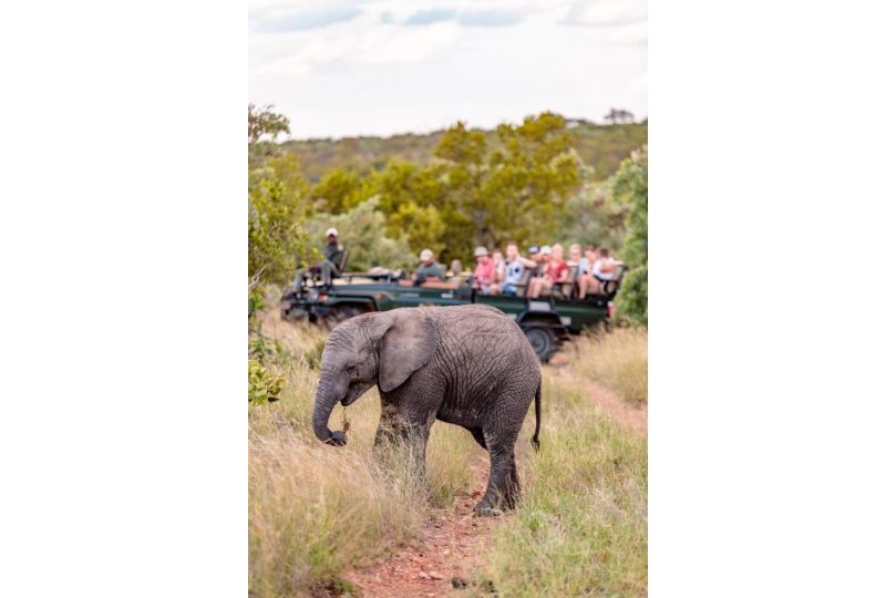 Shindzela Tented Camp Campsite, Timbavati Game Reserve - imaginea 15