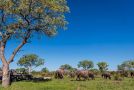 Shindzela Tented Camp Campsite, Timbavati Game Reserve - thumb 19