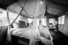 Shindzela Tented Camp Campsite, Timbavati Game Reserve - thumb 11