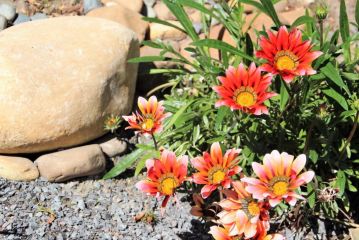 Southern Cross Guesthouse Guest house, Somerset West - 4