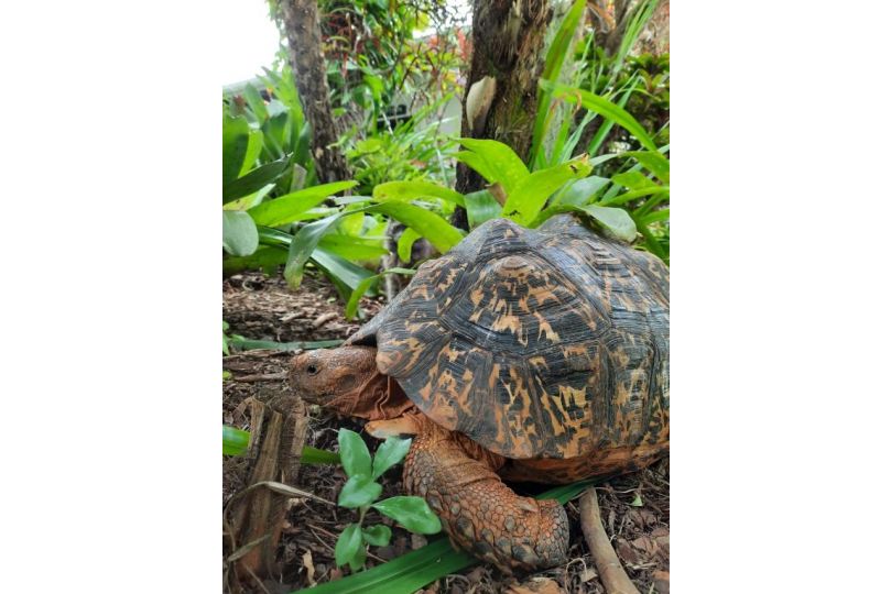 St. Lucia Wetlands Guest house, St Lucia - imaginea 20