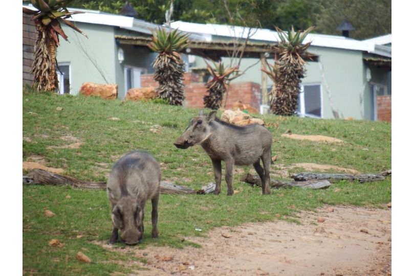 Stoneyvale Cottages Chalet, Grahamstown - imaginea 9