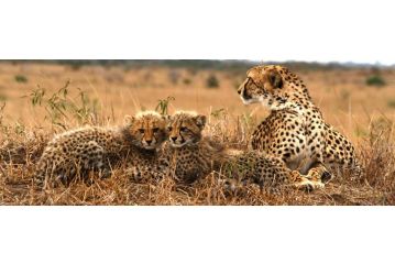 Sungulwane Private Game Lodge Hotel, Hluhluwe - 4