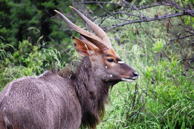 Swartberg Private Game Lodge Villa, Matjiesrivier - imaginea 13