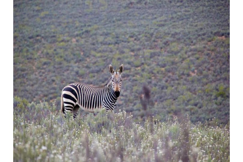 Swartberg Private Game Lodge Villa, Matjiesrivier - imaginea 5