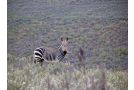 Swartberg Private Game Lodge Villa, Matjiesrivier - thumb 5