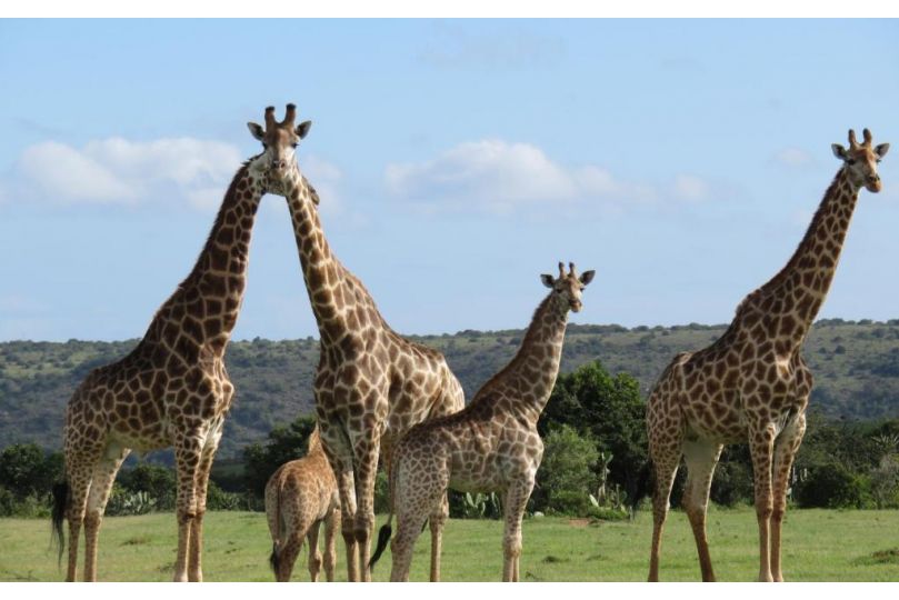 Temba Private Game Reserve Hotel, Grahamstown - imaginea 16