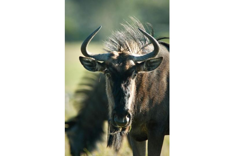 Temba Private Game Reserve Hotel, Grahamstown - imaginea 14