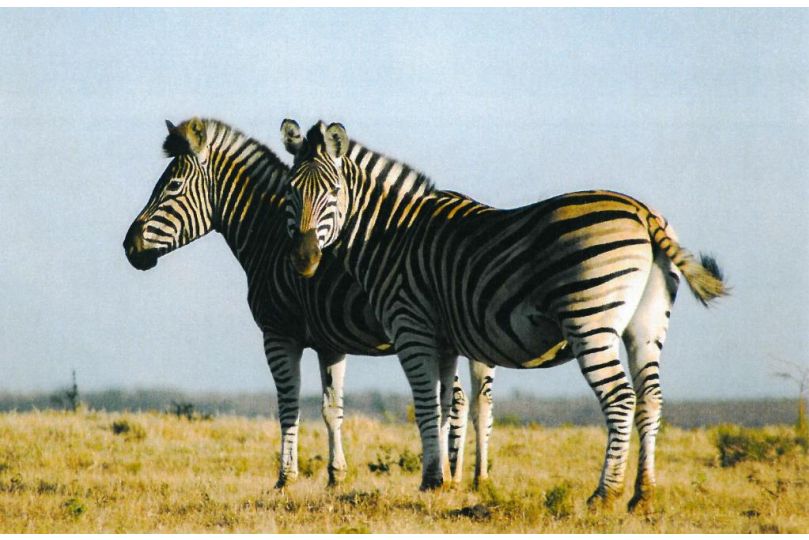 Temba Private Game Reserve Hotel, Grahamstown - imaginea 2