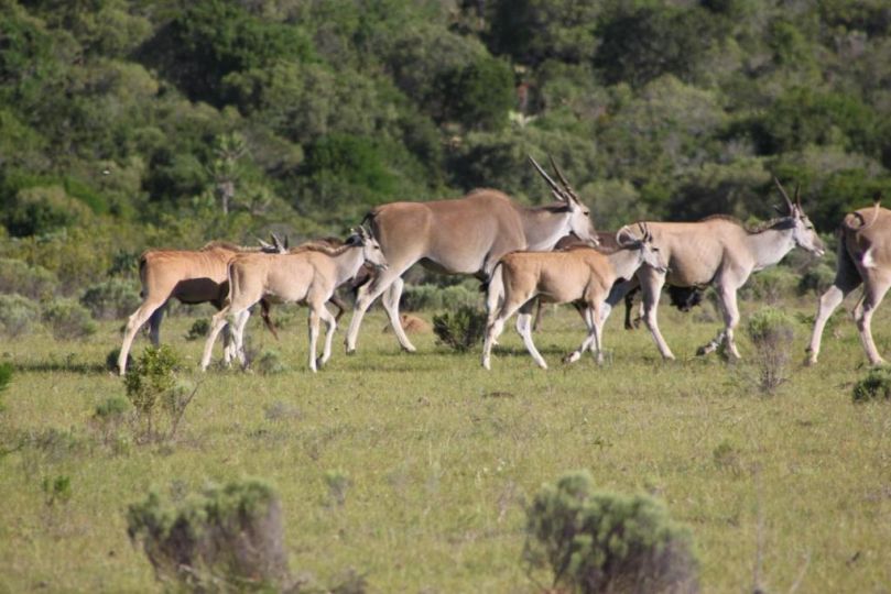 Temba Private Game Reserve Hotel, Grahamstown - imaginea 7