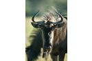 Temba Private Game Reserve Hotel, Grahamstown - thumb 14