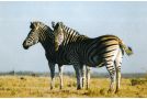 Temba Private Game Reserve Hotel, Grahamstown - thumb 2