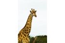 Temba Private Game Reserve Hotel, Grahamstown - thumb 10