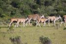 Temba Private Game Reserve Hotel, Grahamstown - thumb 7
