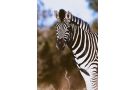 Temba Private Game Reserve Hotel, Grahamstown - thumb 13