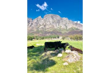 The Barn in Franschoek Guest house, Franschhoek - 4