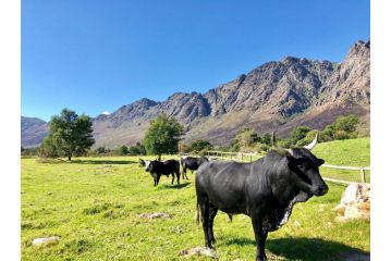 The Barn in Franschoek Guest house, Franschhoek - 5