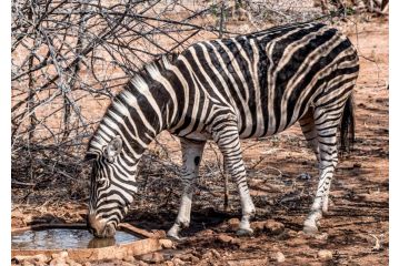 Mawusi Bush Lodge Hotel, Hoedspruit - 4