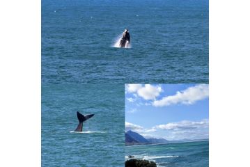 The Sun,Whales and Waves seafront apartment Apartment, Hermanus - 5