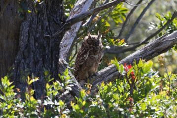 The Wood Owl Nature's Valley Apartment, Natureʼs Valley - 5