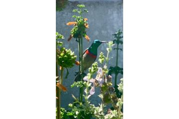 Tuckaway Farm stay, Somerset West - 4