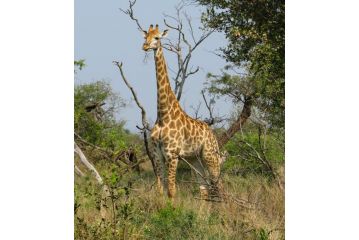 Umkhumbi Lodge Hotel, Hluhluwe - 4