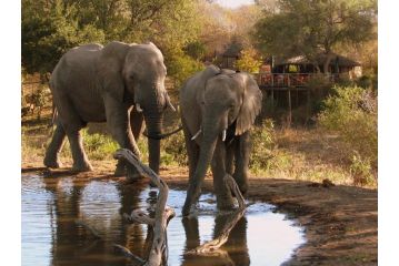 Umlani Bushcamp Hotel, Timbavati Game Reserve - 2