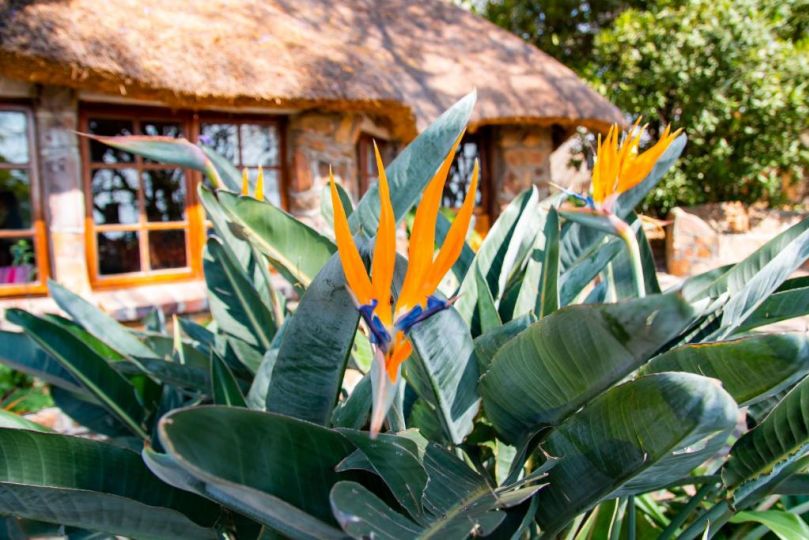 Waterberg Cottages Farm stay, Vaalwater - imaginea 14