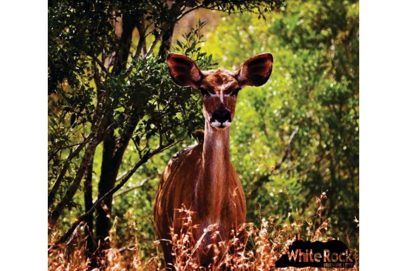 White Rock Lodge Hotel, Nelspruit - imaginea 3