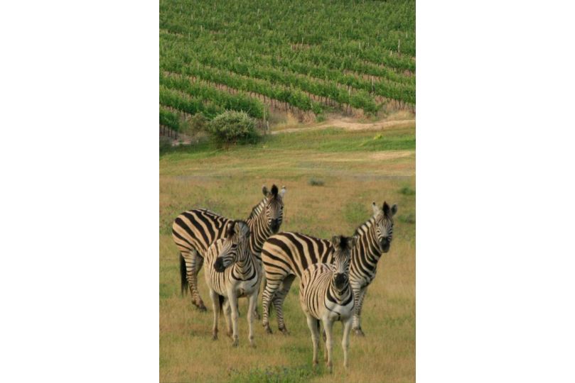 Wildlife Retreat on a Wine-Farm Farm stay, Stellenbosch - imaginea 6