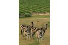 Wildlife Retreat on a Wine-Farm Farm stay, Stellenbosch - thumb 6