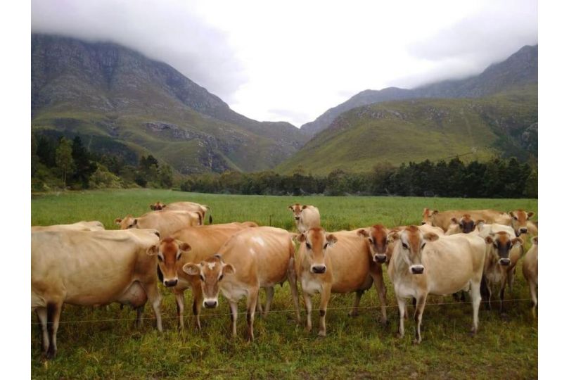 Wolfkloof Boerdery Farm stay, Swellendam - imaginea 16