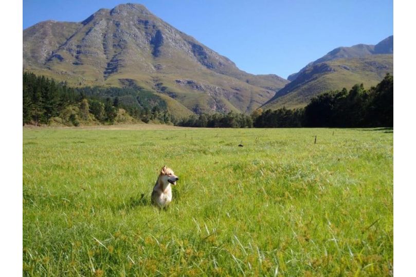 Wolfkloof Boerdery Farm stay, Swellendam - imaginea 15