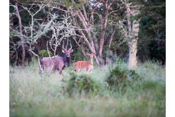 Zululand Lodge Campsite, Hluhluwe - 4